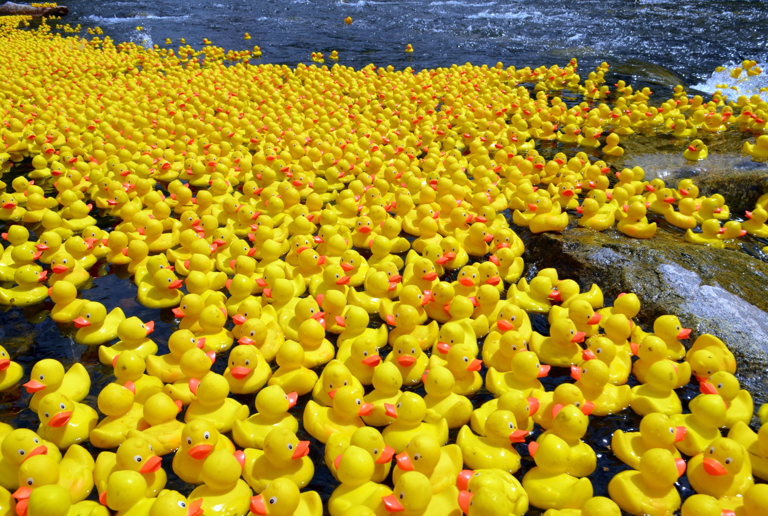 75,000 Rubber Ducks Make A Splash In Chicago River For This Year's Ducky  Derby Chicago Sun-Times